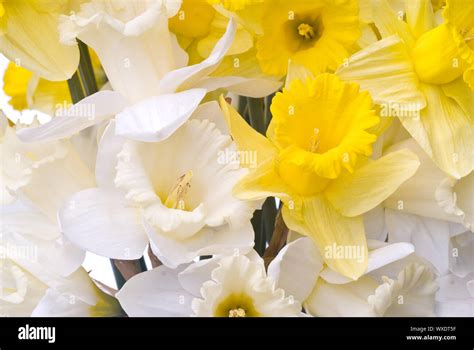 bouquet from white and yellow narcissus Stock Photo - Alamy