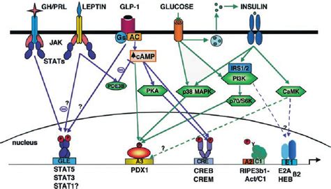 Scheme Illustrating Possible Signal Transduction Pathways And Target