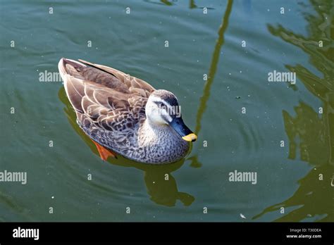 Indian Spot Billed Duck Anas Poecilorhyncha Is A Large Dabbling Duck