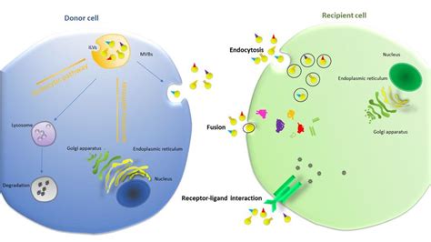 Biogenesis Of Exosome The Biogenesis Of Exosomes Occurs When