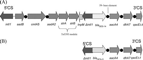 Carbapenem Hydrolyzing Ges Type Extended Spectrum β Lactamase In