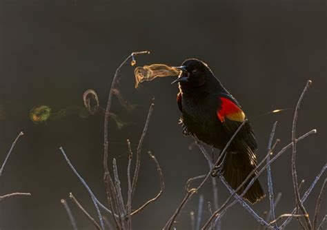 Bird Photography Exhibition Coming to Walker Nature Center | Reston Now