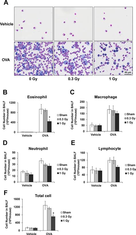 Inflammatory Cell Count Of The Bronchoalveolar Lavage Fluid Balf