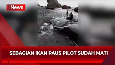 Puluhan Paus Pilot Terdampar Di Alor INews Pagi 08 09 YouTube