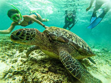 Kawasan Canyoning E Moalboal Sardine Run Tour Delle Tartarughe Marine