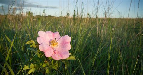 North Dakota State Flower | Prairie Public