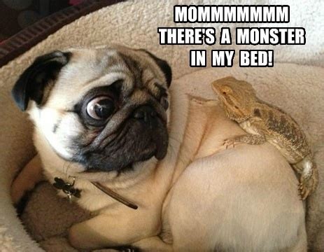 pugs memes15