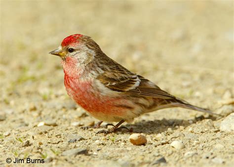 Common Redpoll