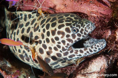 Gymnothorax Isingteena Spotted Moray Eel