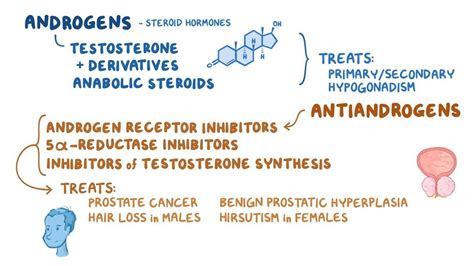 Androgens and antiandrogens: Video & Anatomy | Osmosis