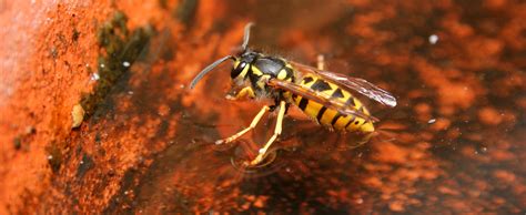 Wasp Nest Removal Adelaide Pest Exterminators Control Greens