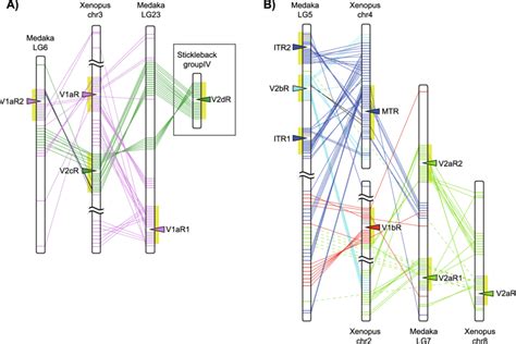 Comprehensive Comparison Of Gene Synteny Between Medaka And Xenopus