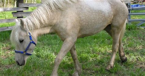 Curly Horse Breed Information and Pictures - PetGuide | PetGuide