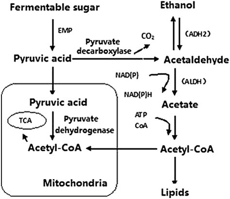 The Use Of Atmospheric And Room Temperature Plasma Mutagenesis To