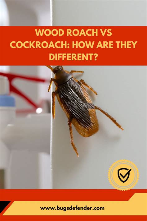 Wood Roach Vs Cockroach: How Are They Different?