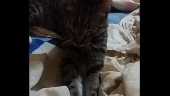 Gatos Videos Xvideos