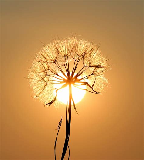 Free Images Tree Water Nature Horizon Branch Dew Sky Sun