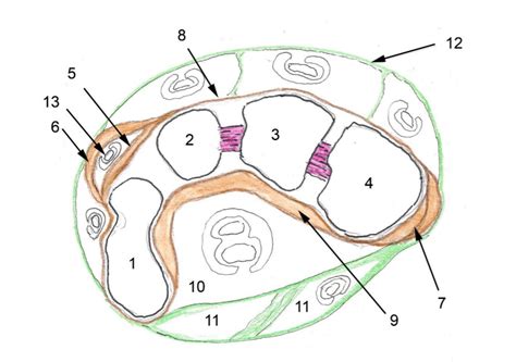 Diagramme De Arthrologie Gaine Du Carpe Cheval Quizlet