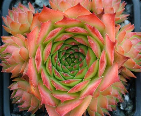 Sempervivum 'Sunset' | Kallima Alpines & all
