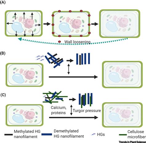 Pectin Drives Cell Wall Morphogenesis Without Turgor Pressure Trends