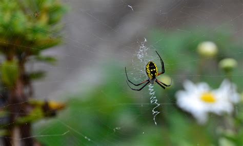 The writing spider – a beautiful grace