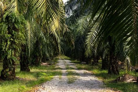 Kabupaten Penghasil Kelapa Sawit Terbesar Di Riau Nomor Bukan Siak