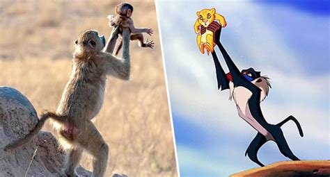 Qual O Nome Do Macaco Do Rei Leão - Macaco segura seu bebê no alto, tal como na famosa cena do Rei Leão