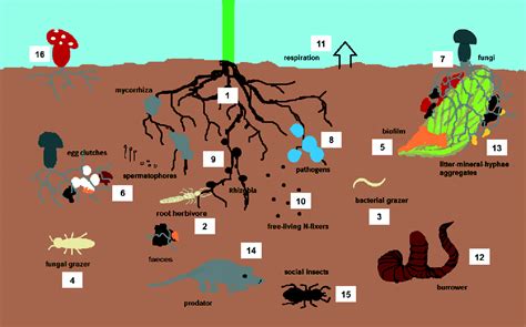 Impacts of metal-based engineered nanomaterials on soil communities ...