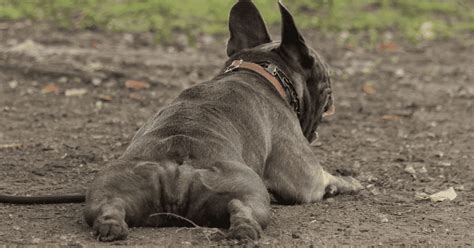 how to help a dog with sore hips