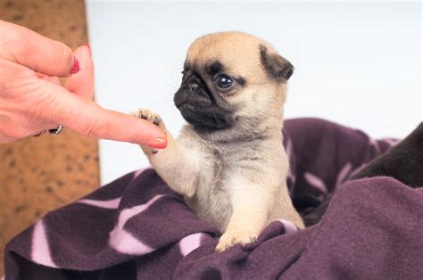 Are Teacup Pugs Real? The Tiniest Canine Clowns Explained