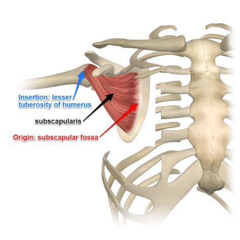 simple overview   rotator cuff understanding  muscles