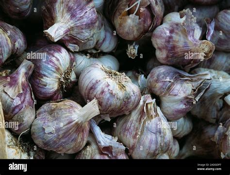 Garlic Bulbs Dried Bulbs Of Garlic Allium Sativum Which Are Used To