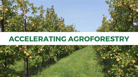 Agroforestry – Trees Forever