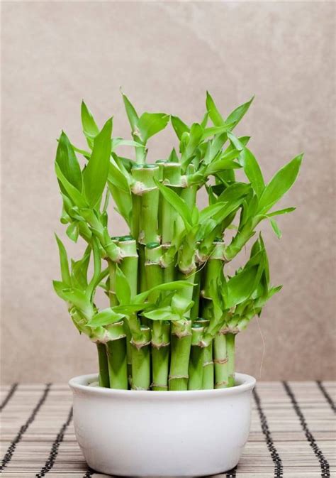 Plantas De Interior Que Dan Suerte Y Son Muy F Ciles De Cuidar