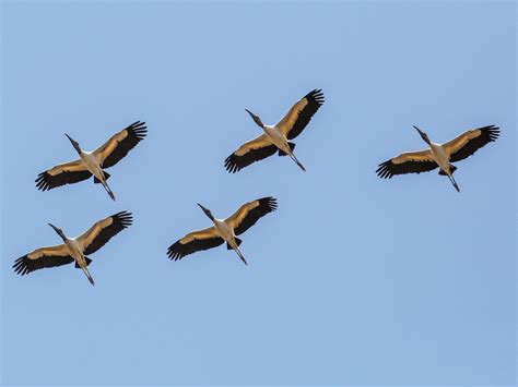 PANTANAL Bioventura Expedições