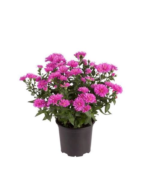 Asters Pink Aster Hybrid Cm Potte Plantorama