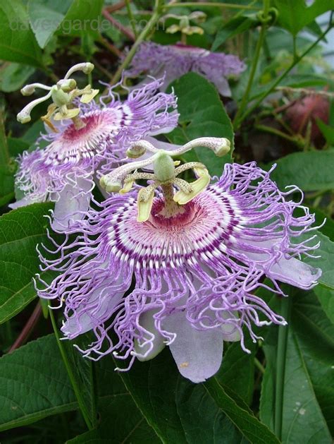 Plantfiles Pictures Passiflora Species Apricot Vine Maypop Purple Passion Flower Hardy