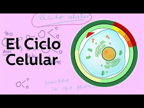 Módulo 16 Actividad Integradora 3 El ciclo celular en mi vida