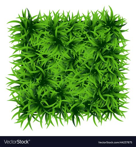 Green Grass Square Ground Cover Plants Background Vector Image