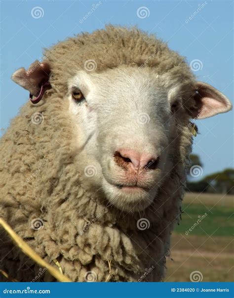 Sheep Merino Stock Photo Image 2384020