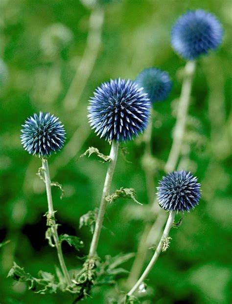 How To Plant And Grow Globe Thistle