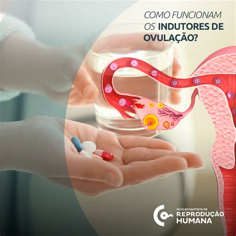 Como funcionam os indutores de ovulação Núcleo Santista de