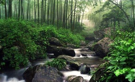 百竹园 井冈山景点