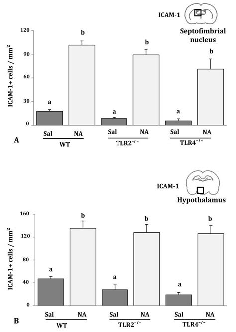 Figure R Quantification Icam Positive Cells In Tlr And Tlr Mice