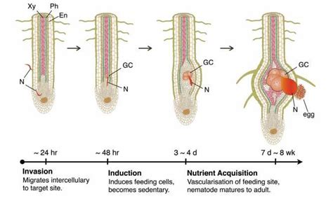 Schematic Demonstration Of The Root Knot Nematode Rkn Infestation