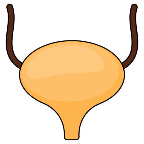 Urinary Generic Thin Outline Color Icon