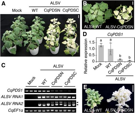 Frontiers Virus Mediated Transient Expression Techniques Enable