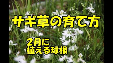 How To Grow White Egret Flower Youtube