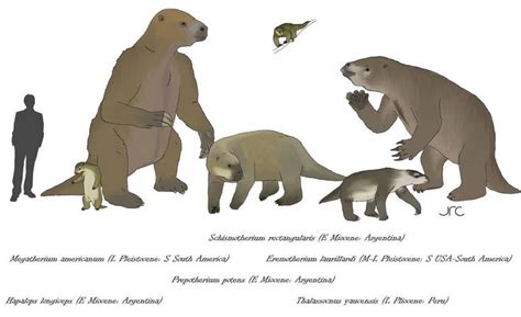 Ground Sloths 4 - Megatheriids by artbyjrc on DeviantArt | Ground sloth ...