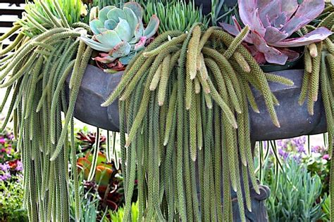 Types Of Cactus Details Photos Labelled And Varieties Debra Lee